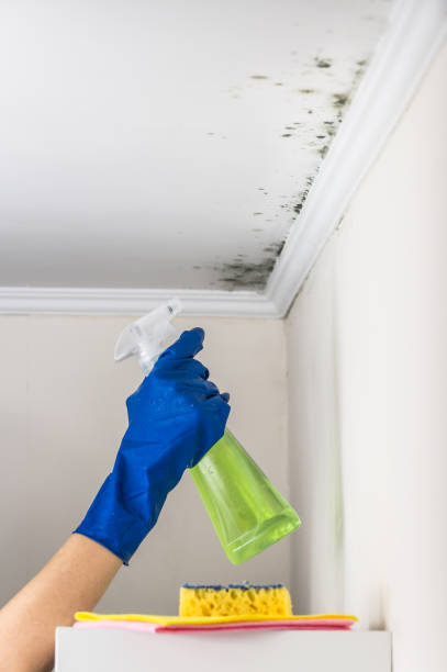 Best Mold Damage Restoration  in Maili, HI